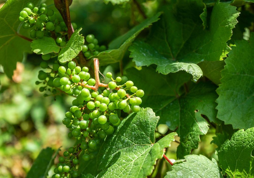 Flavonoids: Nature's Colorful Nutrients. Chemistry and Biological ...